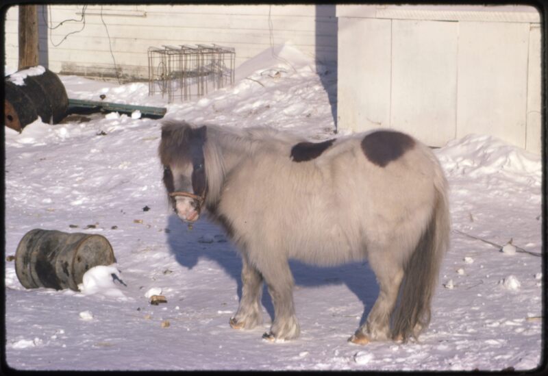 Aklavik Old Pony (Apr `75).jpeg