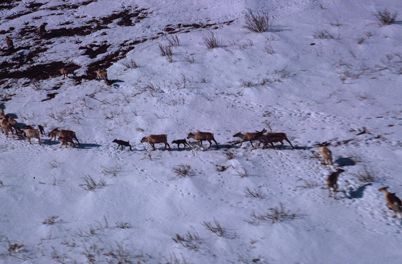 https://arrl-web002.artsrn.ualberta.ca/icrc/ICRC-PDF/Dr. Hunt Photos/Dr. D.E. Hunt photos - Inuvik 1968-69 148.jpg