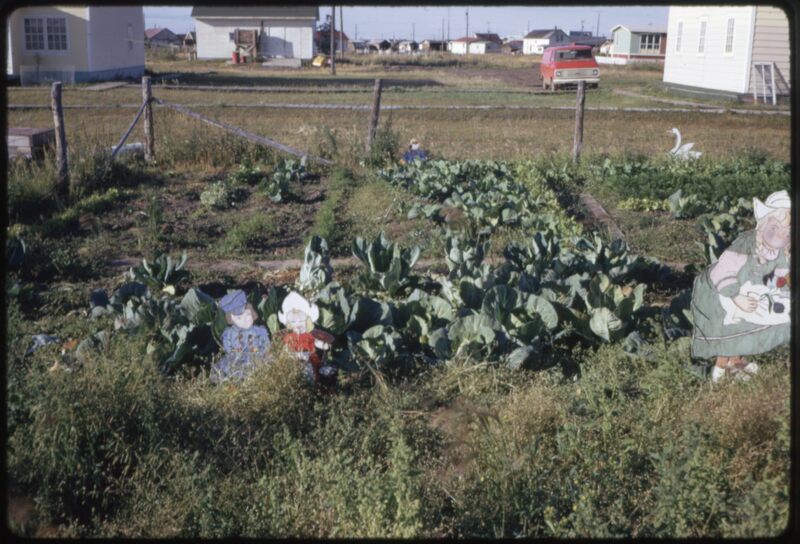 Aklavik - Priest`s Garden (Aug `73).jpeg