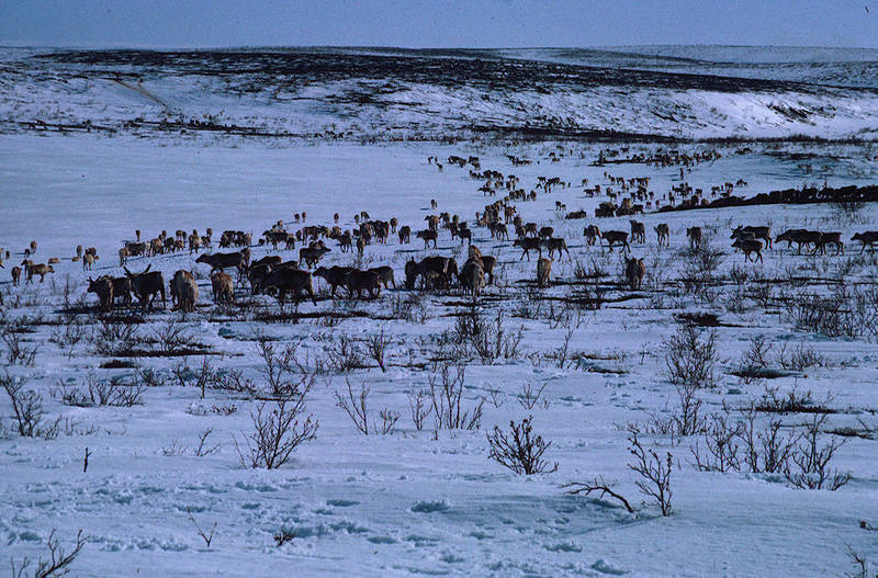 https://arrl-web002.artsrn.ualberta.ca/icrc/ICRC-PDF/Dr. Hunt Photos/Dr. D.E. Hunt photos - Inuvik 1968-69 150.jpg