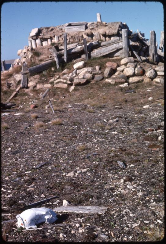 North end of Cape Parry, whaler's hut - polar bear skull (Sept '76)0.jpg