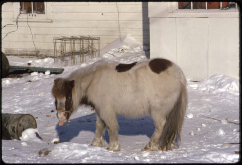 Aklavik Old Pony (Apr `75) (1).jpeg