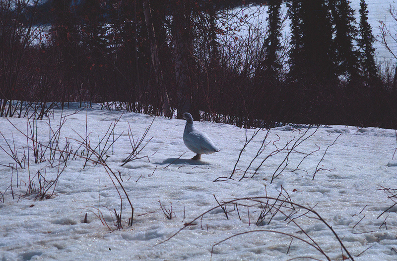 https://arrl-web002.artsrn.ualberta.ca/icrc/ICRC-PDF/Dr. Hunt Photos/Dr. D.E. Hunt photos - Inuvik 1968-69 143.jpg