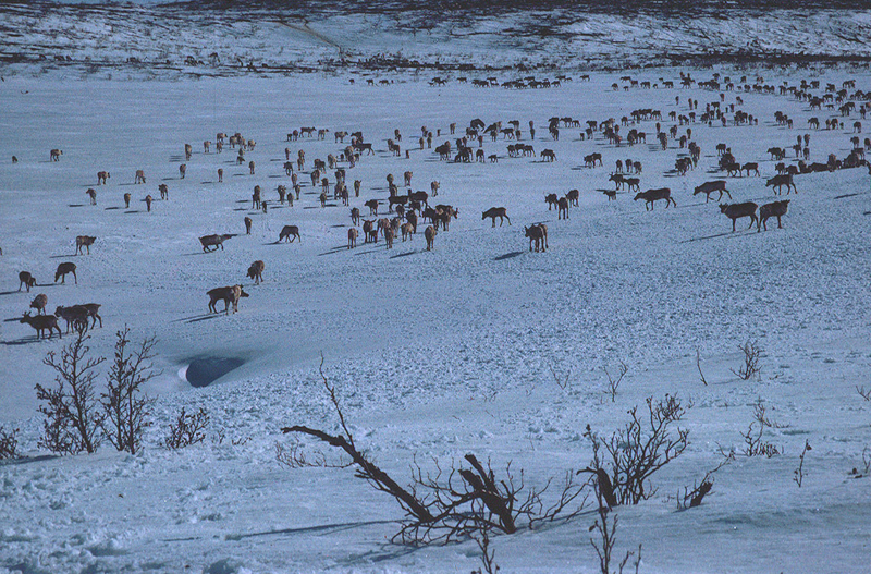 https://arrl-web002.artsrn.ualberta.ca/icrc/ICRC-PDF/Dr. Hunt Photos/Dr. D.E. Hunt photos - Inuvik 1968-69 149.jpg