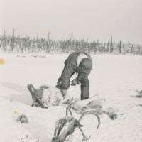 Ren Lake Caribou Hunt