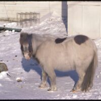 Aklavik Old Pony (Apr `75).jpeg