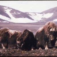 Musk Ox - Banks Island0.jpg