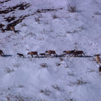 https://arrl-web002.artsrn.ualberta.ca/icrc/ICRC-PDF/Dr. Hunt Photos/Dr. D.E. Hunt photos - Inuvik 1968-69 148.jpg