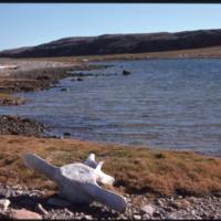 North end of Cape Parry, bowhead vertebra and area around (Sept '76)0.jpg