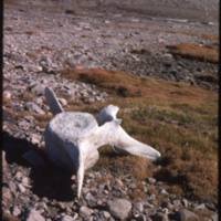 North end of Cape Parry, bowhead vertebra (Sept '76)0.jpg