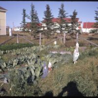 Aklavik Priest`s Garden (Aug `73).jpeg