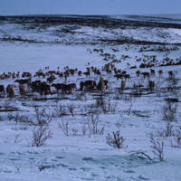 https://arrl-web002.artsrn.ualberta.ca/icrc/ICRC-PDF/Dr. Hunt Photos/Dr. D.E. Hunt photos - Inuvik 1968-69 150.jpg