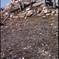 North end of Cape Parry, whaler's hut - polar bear skull (Sept '76)0.jpg