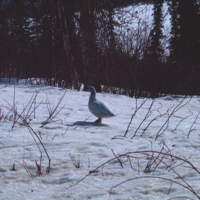 https://arrl-web002.artsrn.ualberta.ca/icrc/ICRC-PDF/Dr. Hunt Photos/Dr. D.E. Hunt photos - Inuvik 1968-69 143.jpg