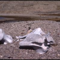 North end of Cape Parry, bowhead skull (Sept '76)0.jpg