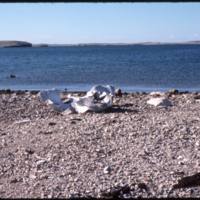 North end of Cape Parry, bowhead skull bone (Sept '76)0.jpg