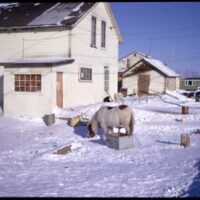 Aklavik Old Pony (Apr `75) (2).jpeg