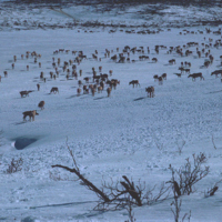 https://arrl-web002.artsrn.ualberta.ca/icrc/ICRC-PDF/Dr. Hunt Photos/Dr. D.E. Hunt photos - Inuvik 1968-69 149.jpg