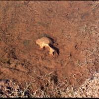 North end of Cape Parry, polar bear skull in water (Sept '76)0.jpg